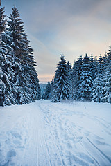 Image showing winter forest in mountains