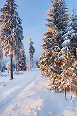 Image showing winter forest in Harz mountains, Germany