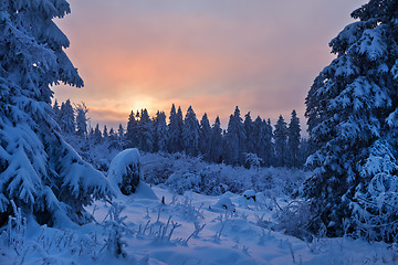 Image showing winter forest in Harz mountains, Germany