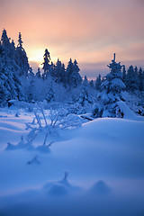 Image showing winter forest in mountains