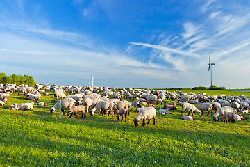 Image showing A summer landscape and herd sheep