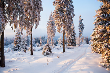 Image showing winter forest in mountains