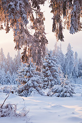 Image showing winter forest in Harz mountains, Germany