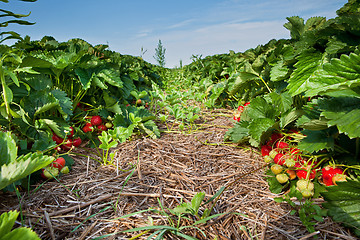 Image showing Closeup of fresh organic strawberries