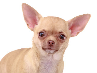 Image showing Chihuahua dog