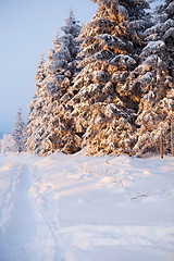 Image showing winter forest in mountains