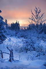 Image showing winter forest in mountains