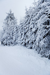 Image showing winter forest in mountains