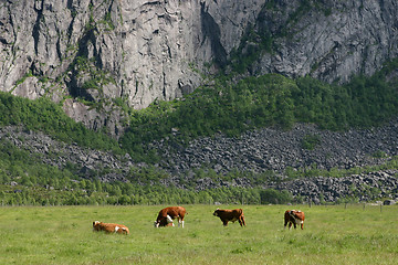 Image showing Cows grassing