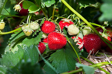 Image showing Closeup of fresh organic strawberries