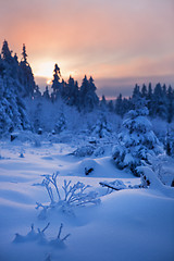 Image showing winter forest in mountains