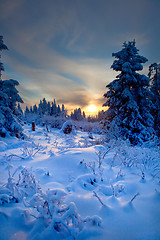 Image showing winter forest in mountains