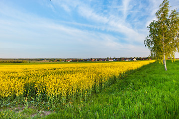 Image showing A summer landscape