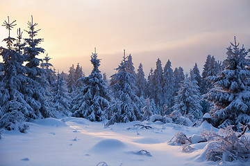 Image showing winter forest in mountains