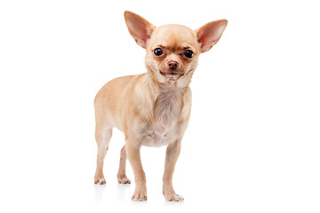 Image showing Chihuahua dog