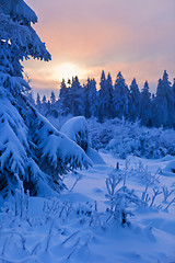 Image showing winter forest in Harz mountains, Germany