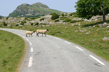 Image showing Sheep crossing road