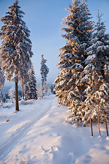 Image showing winter forest in mountains