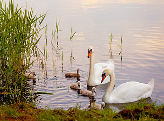 Image showing Swans with nestlings at  sunset