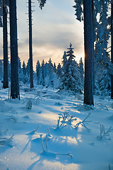 Image showing winter forest in mountains