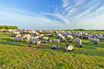 Image showing A summer landscape and herd sheep