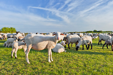 Image showing A summer landscape and herd sheep