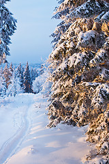 Image showing winter forest in Harz mountains, Germany