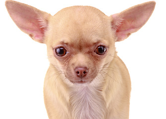Image showing Chihuahua dog