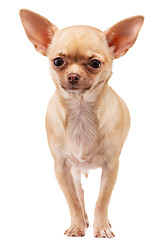 Image showing Chihuahua dog