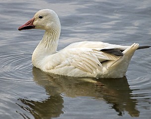 Image showing Snow Goose