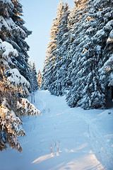 Image showing winter forest in Harz mountains, Germany