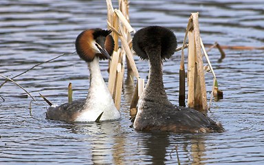 Image showing Great Crested Grebe