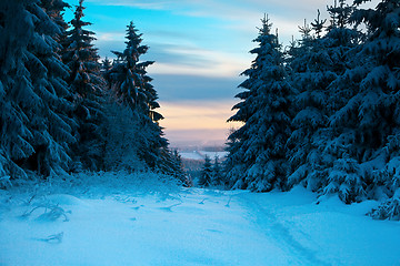 Image showing winter forest in mountains