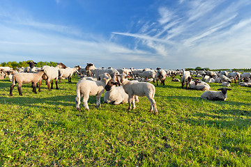 Image showing A summer landscape and herd sheep