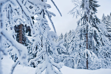 Image showing winter forest in Harz mountains, Germany