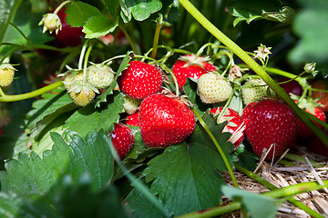 Image showing Closeup of fresh organic strawberries
