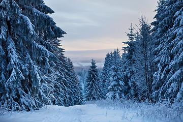 Image showing winter forest in mountains