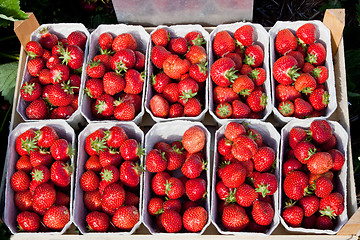 Image showing Closeup of fresh organic strawberries