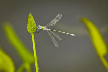 Image showing dragonfly