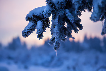 Image showing winter forest in mountains