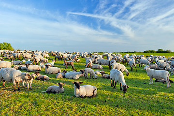 Image showing A summer landscape and herd sheep