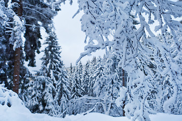 Image showing winter forest in Harz mountains, Germany