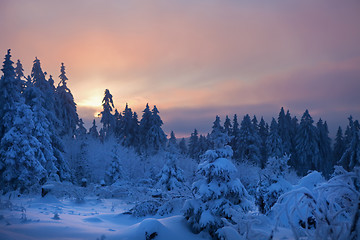 Image showing winter forest in mountains