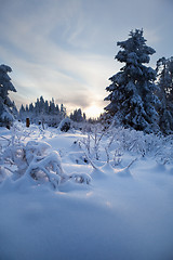 Image showing winter forest in mountains