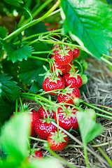 Image showing Closeup of fresh organic strawberries