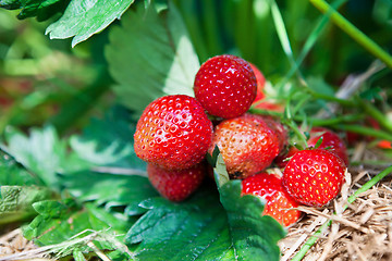 Image showing Closeup of fresh organic strawberries