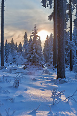 Image showing winter forest in Harz mountains, Germany