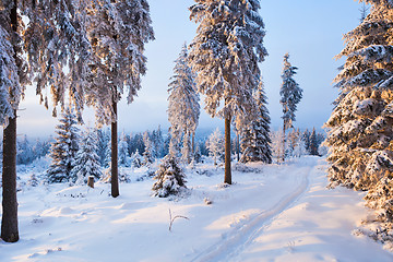 Image showing winter forest in Harz mountains, Germany