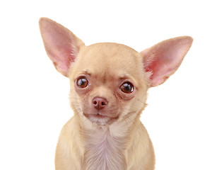 Image showing Chihuahua dog