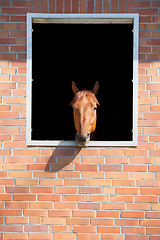 Image showing horse looking outside the stable